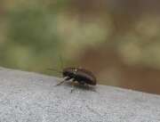 Thumbnail 326068 A