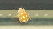 Thumbnail 326074 A