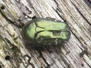 Thumbnail 326087 A