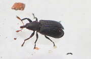 Thumbnail 326112 A