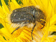 Thumbnail 326113 A