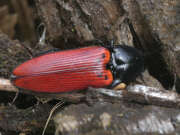 Thumbnail 326302 A