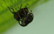 Thumbnail 326602 B