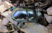 Thumbnail 326712 A