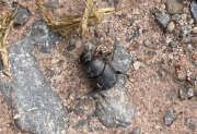 Thumbnail 326746 A