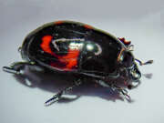 Thumbnail 326911 A