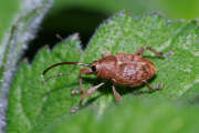 Thumbnail 327204 B