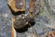 Thumbnail 327209 B