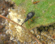 Thumbnail 327455 B