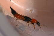 Thumbnail 327477 B