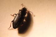 Thumbnail 327503 B