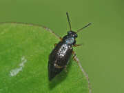 Thumbnail 327507 B