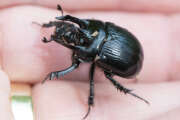 Thumbnail 327598 B