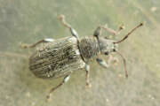 Thumbnail 327603 B