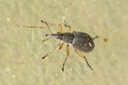 Thumbnail 327607 B