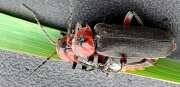 Thumbnail 327629 B
