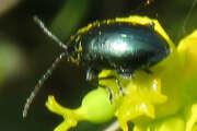 Thumbnail 327947 A