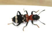 Thumbnail 328194 C