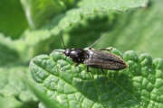 Thumbnail 328277 B