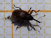 Thumbnail 328401 B
