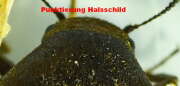 Thumbnail 328467 B