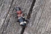 Thumbnail 328775