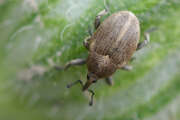Thumbnail 328877 B