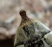 Thumbnail 328996 B