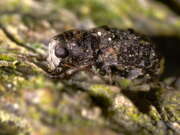 Thumbnail 329023 B