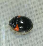 Thumbnail 329034 A