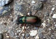 Thumbnail 329035 B