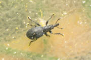 Thumbnail 329181 B