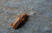 Thumbnail 329250 B