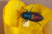 Thumbnail 329532 B