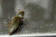 Thumbnail 329609 A