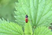 Thumbnail 329785 A