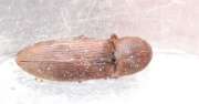 Thumbnail 329836 A