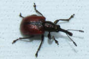 Thumbnail 329849 B