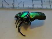 Thumbnail 330040 B