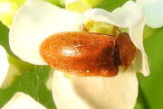 Thumbnail 330072 B