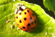Thumbnail 330074 A