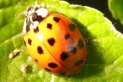 Thumbnail 330074 B