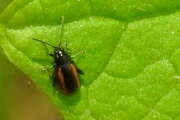 Thumbnail 330083 B