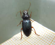 Thumbnail 330213 A
