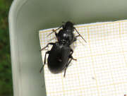 Thumbnail 330237 A