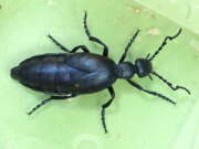 Thumbnail 330278 A