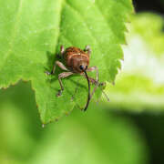 Thumbnail 330372 A
