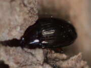 Thumbnail 330487 B