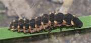 Thumbnail 330497 A