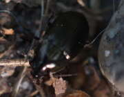 Thumbnail 330573 B